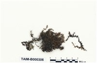 藏品(大葉提燈苔)的圖片